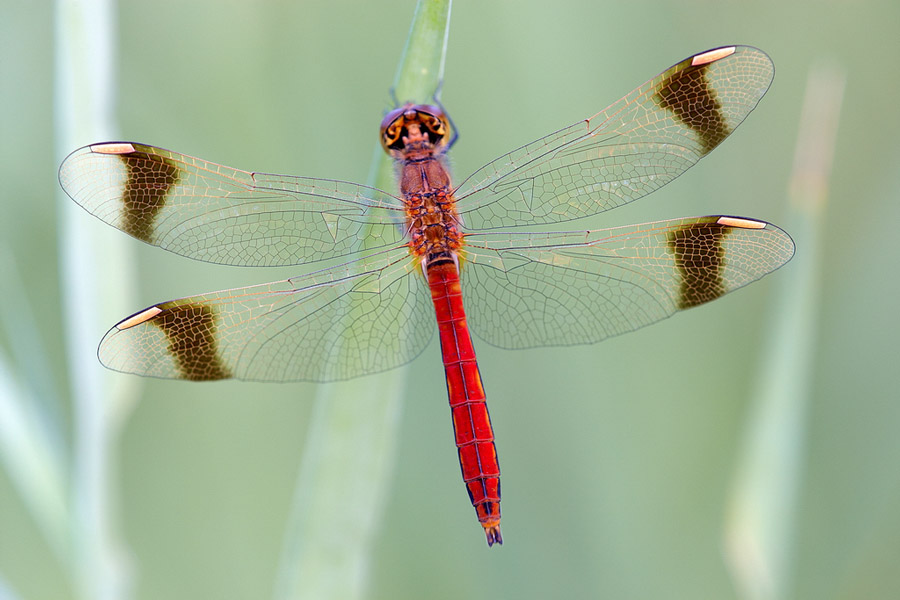 GebÃ¤nderte Heidelibelle (Sympetrum pedemontanum)