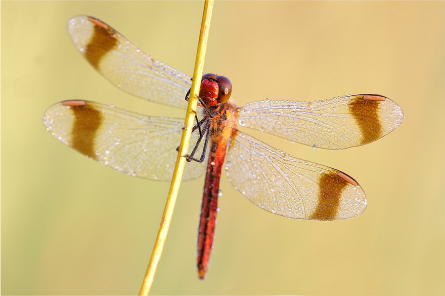 GebÃ¤nderte Heidelibelle (Sympetrum pedemontanum)