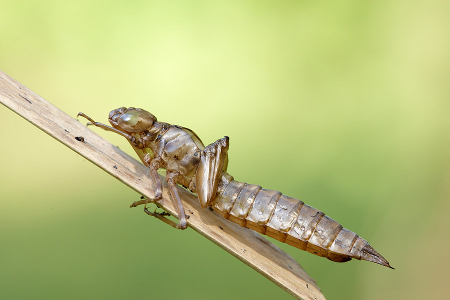 Exuvie einer Libelle