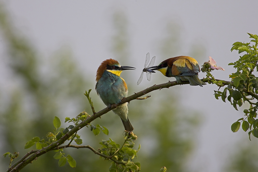 Bienenfresser (Merops apiaster)