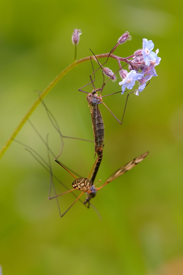 Kohlschnaken (Tipula oleracea)