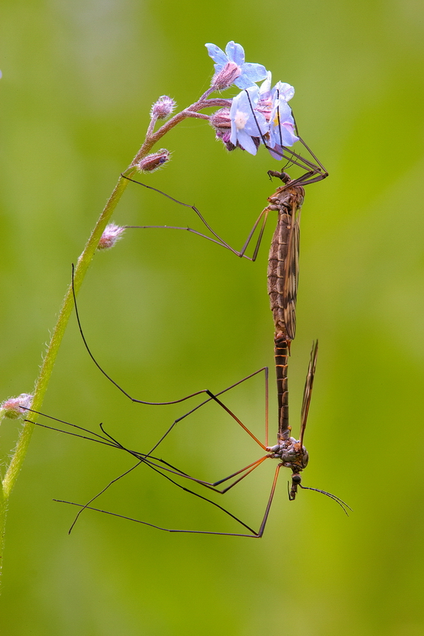 Kohlschnaken (Tipula oleracea)