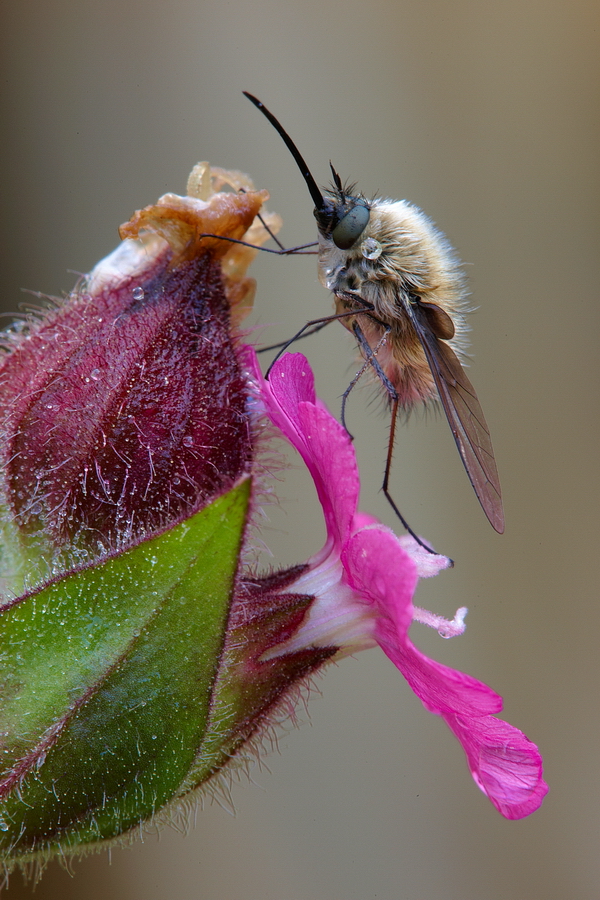 Wollschweber (Bombyliidae)