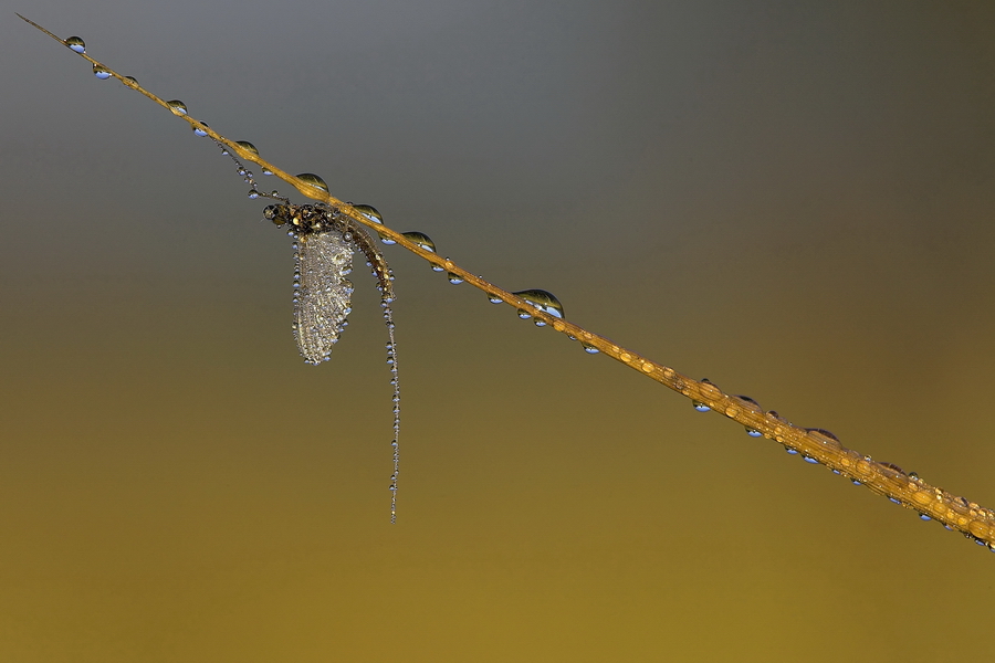 Eintagsfliege (Ephemeroptera)