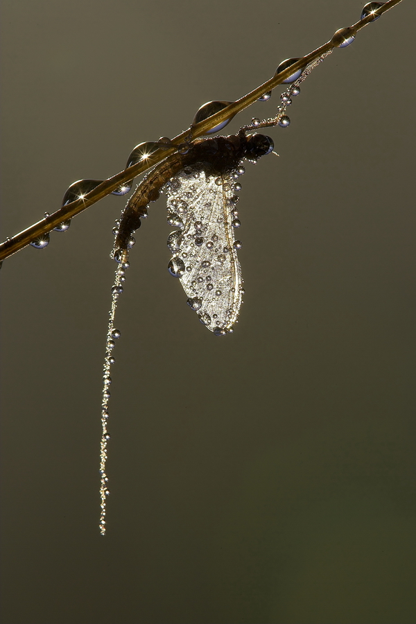 Eintagsfliege (Ephemeroptera)