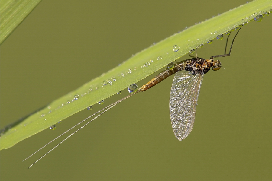 Eintagsfliege (Ephemeroptera)