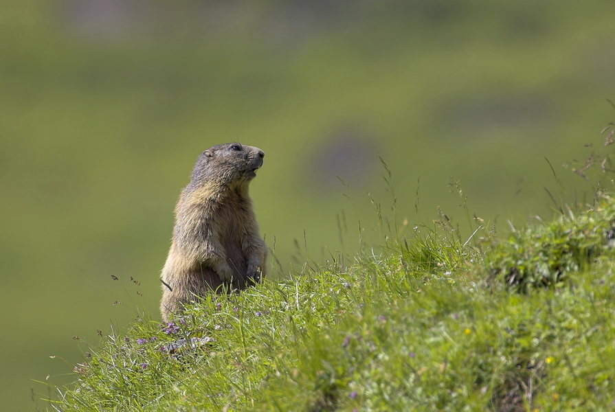 Alpenmurmeltier (Marmota marmota)