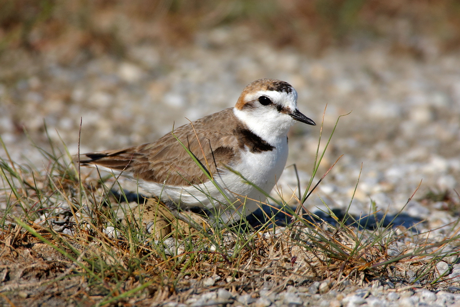 Seeregenpfeifer (Charadrius alexandrinus)