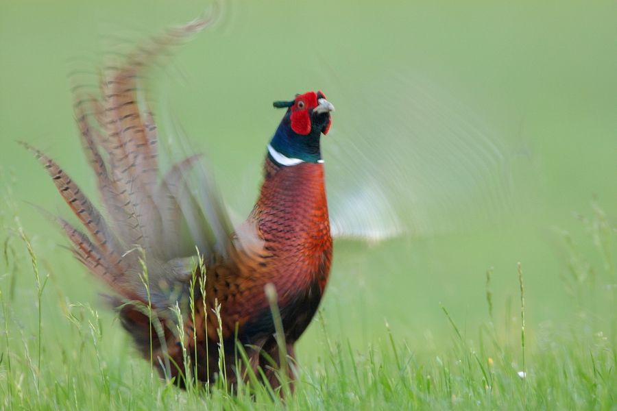 Mongolischer Ringfasan (Phasianus colchicus mongolicus)
