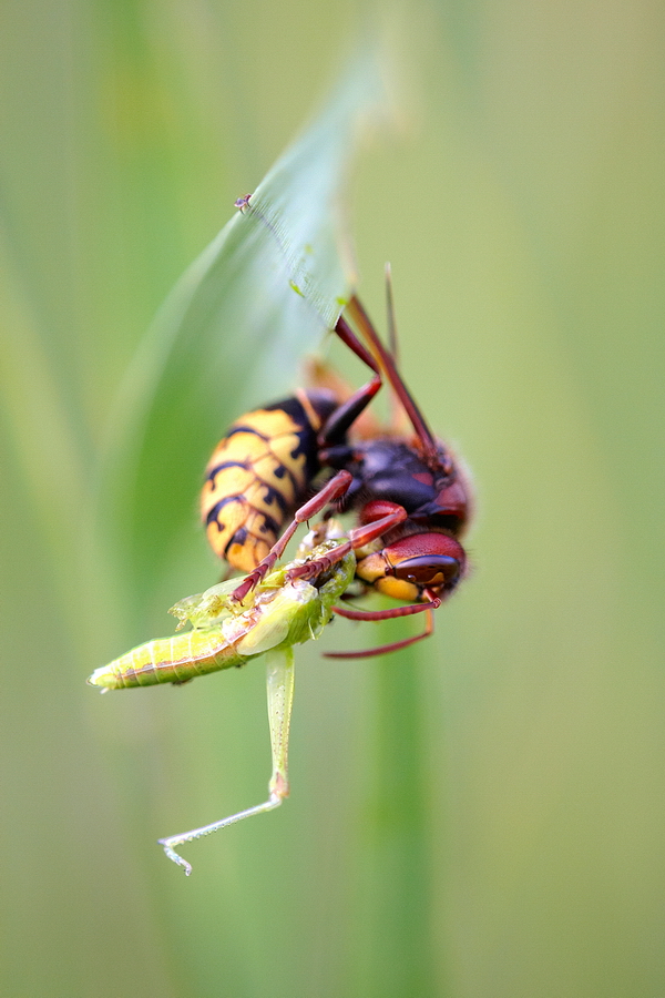 Hornisse (Vespa crabro)