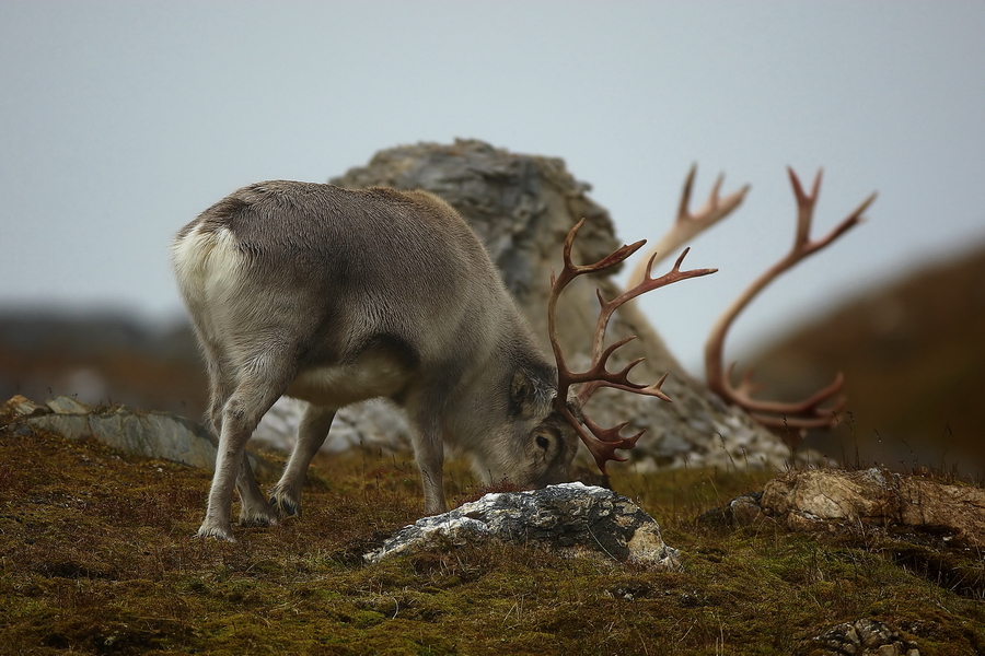 Rentier (Rangifer tarandus)
