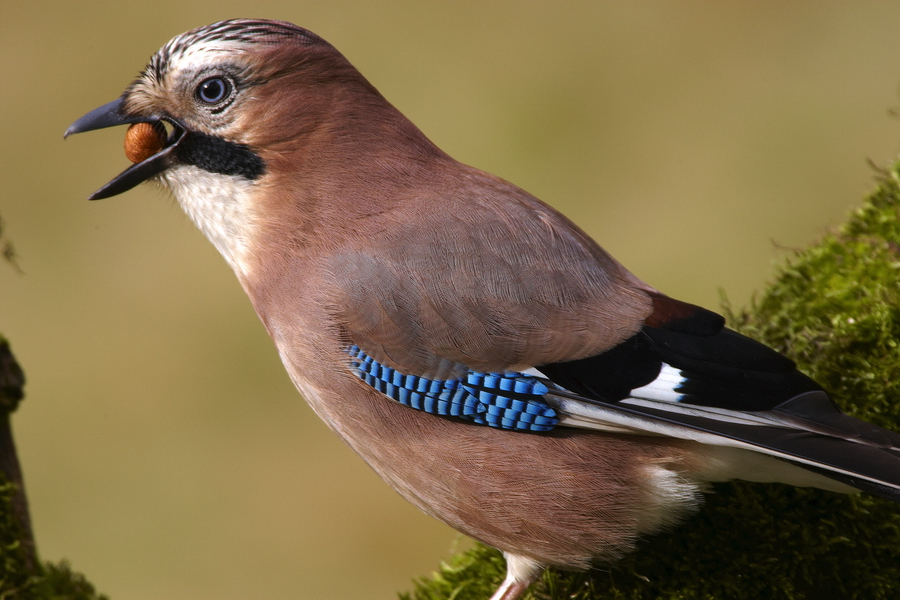 EichelhÃ¤her (Garrulus glandarius)