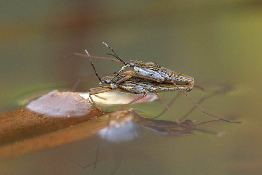 WasserlÃ¤ufer (Gerridae)