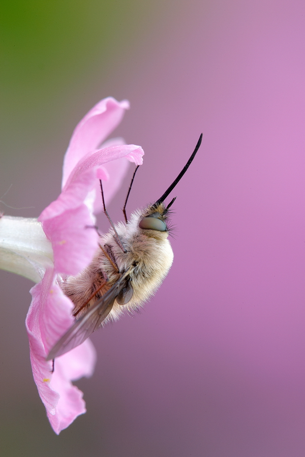 Wollschweber (Bombyliidae)