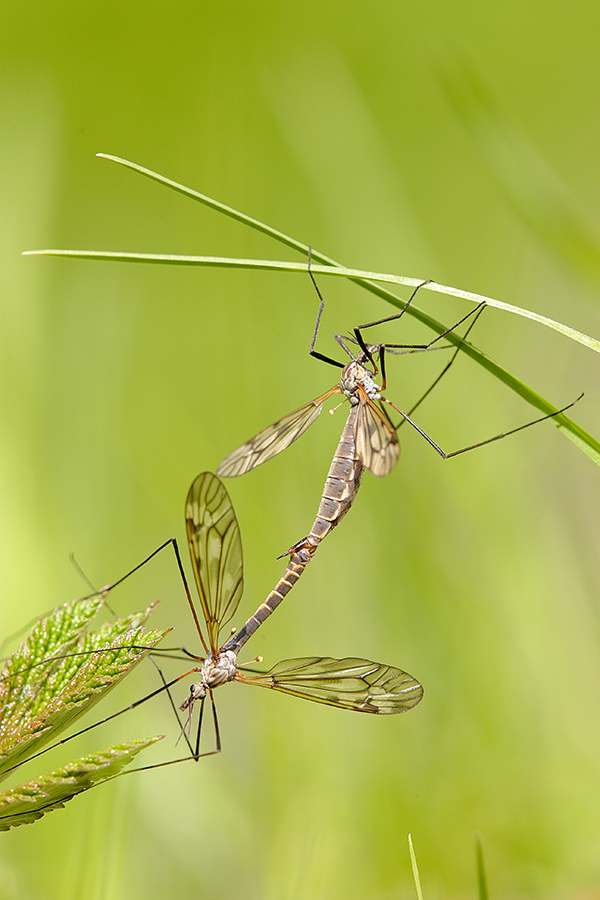 Kohlschnake (Tipula oleracea)