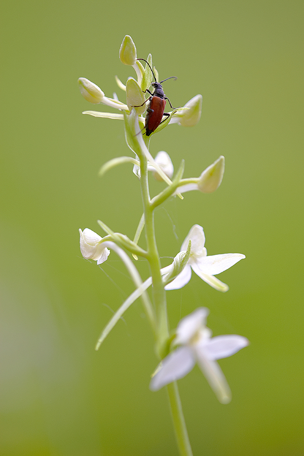 Weiße Waldhyazinthe (Platanthera bifolia)