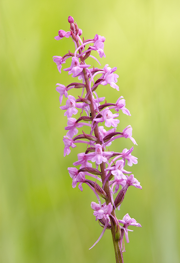 Mücken-Händelwurz (Gymnadenia conopsea)