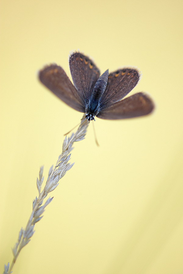 GeiÃŸklee-BlÃ¤uling (Plebejus argus)