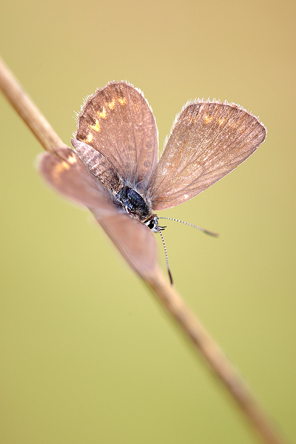 GeiÃŸklee-BlÃ¤uling (Plebejus argus)