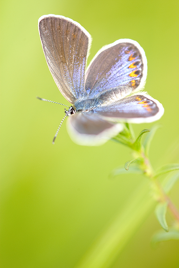 Kronwicken-BlÃ¤uling (Plebejus argyrognomon)