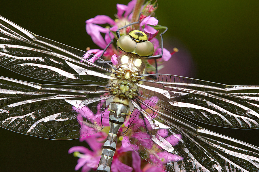 BlaugrÃ¼ne Mosaikjungfer (Aeshna cyanea)