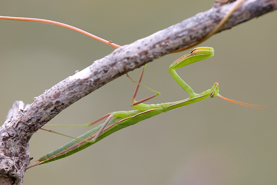 EuropÃ¤ische Gottesanbeterin (Mantis religiosa)