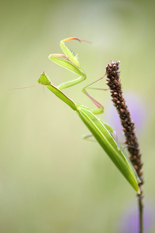 EuropÃ¤ische Gottesanbeterin (Mantis religiosa)