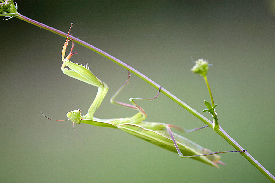 EuropÃ¤ische Gottesanbeterin (Mantis religiosa)