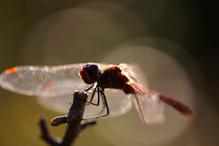 Gemeine Heidelibelle (Sympetrum vulgatum)