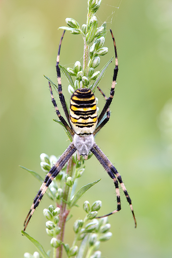 Wespenspinne (Argiope bruennichi)