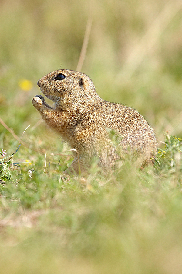 EuropÃ¤isches Ziesel (Spermophilus citellus)