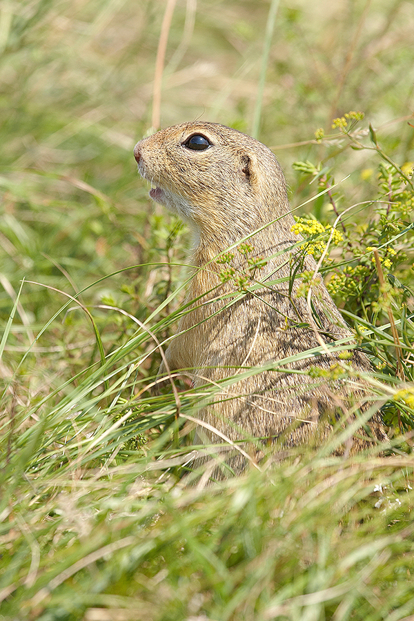 EuropÃ¤isches Ziesel (Spermophilus citellus)