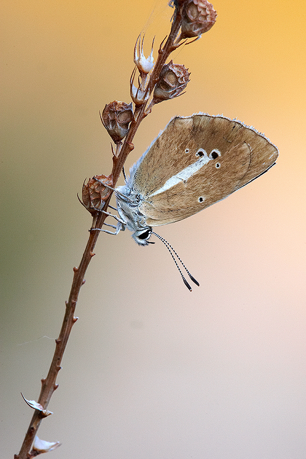 WeiÃŸdolch-BlÃ¤uling (Polyommatus damon)