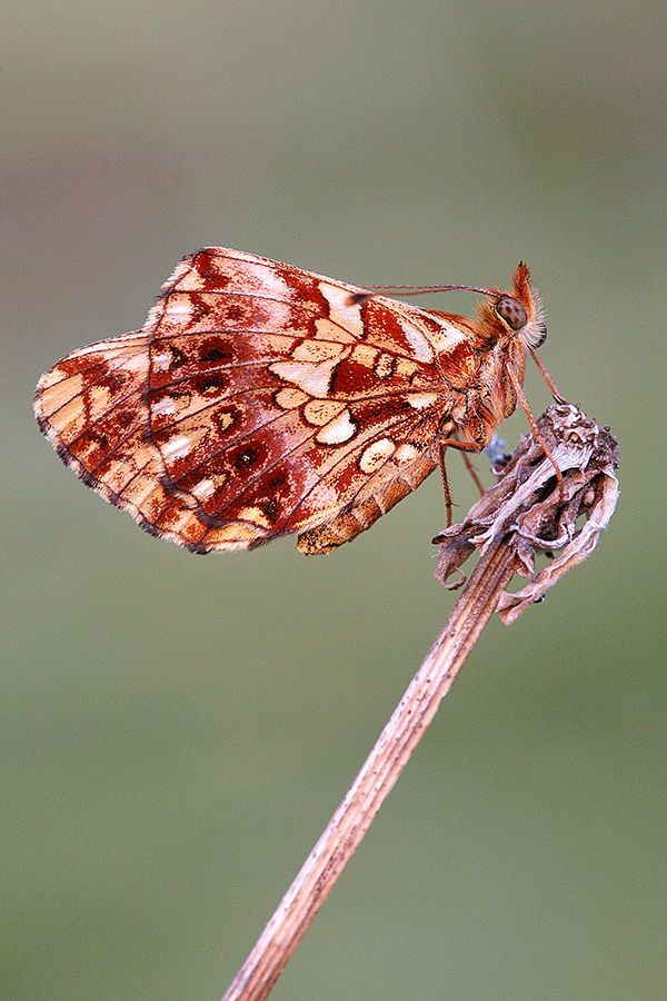 Magerrasen-Perlmuttfalter (Boloria dia) 