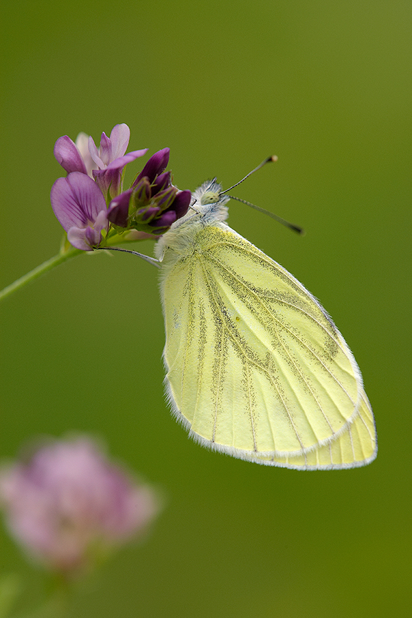 RapsweiÃŸling (Pieris napi)