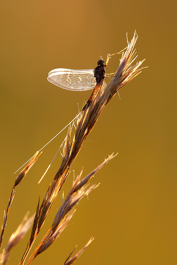 Eintagsfliege (Ephemeroptera)
