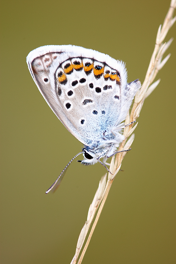 GeiÃŸklee-BlÃ¤uling (Plebejus argus)