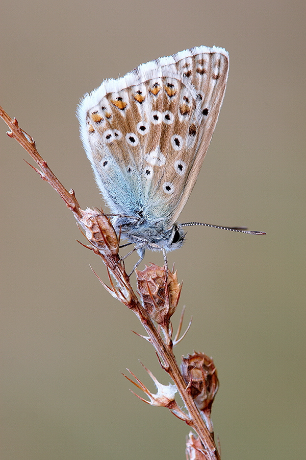 SilbergrÃ¼ner BlÃ¤uling (Polyommatus coridon)