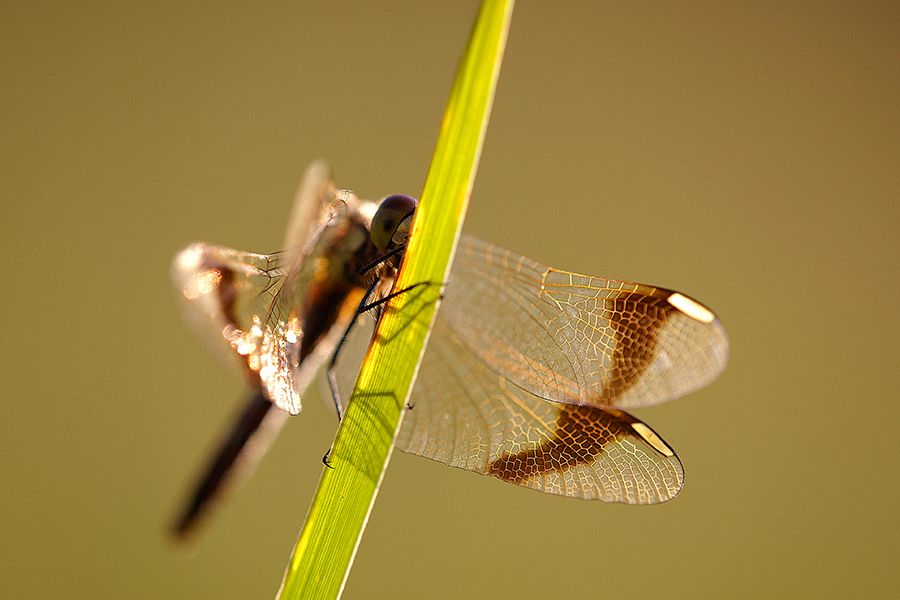 GebÃ¤nderte Heidelibelle (Sympetrum pedemontanum)
