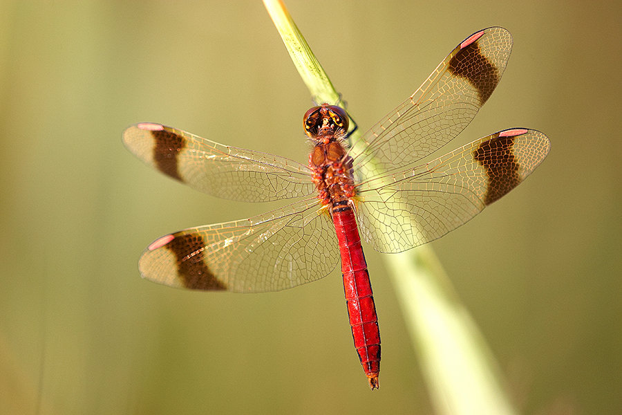 GebÃ¤nderte Heidelibelle (Sympetrum pedemontanum)
