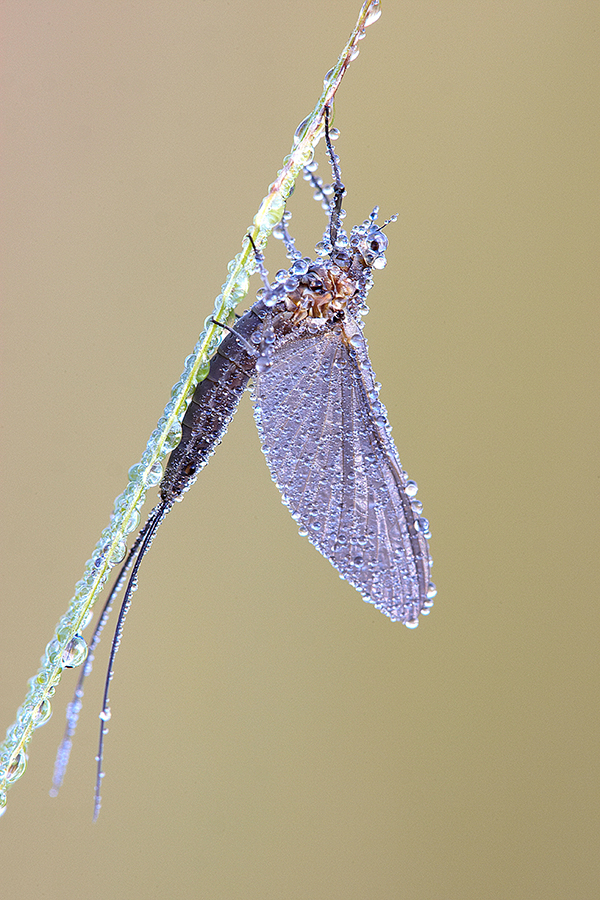 Eintagsfliege (Ephemeroptera)