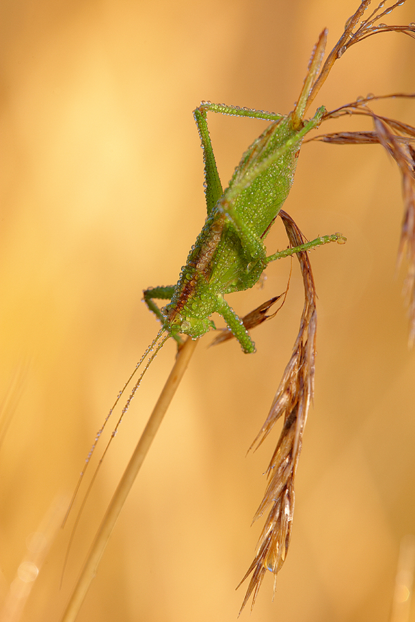 Zwitscherschrecke (Tettigonia cantans)