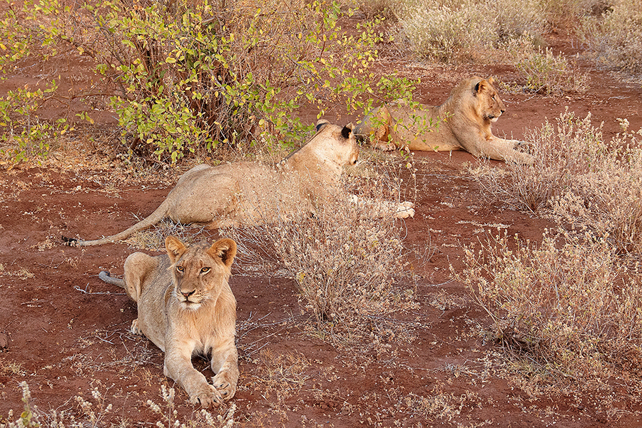 LÃ¶we (Panthera leo)