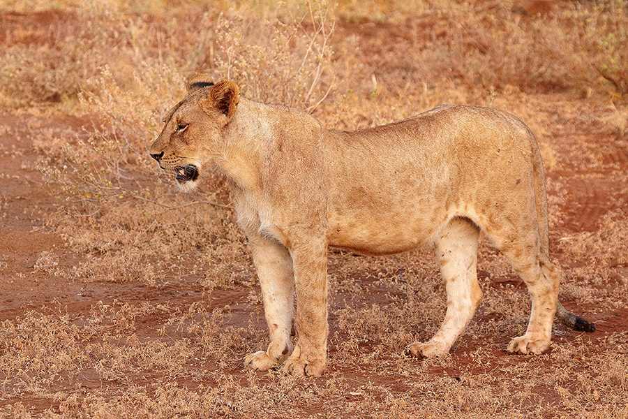 LÃ¶we (Panthera leo)
