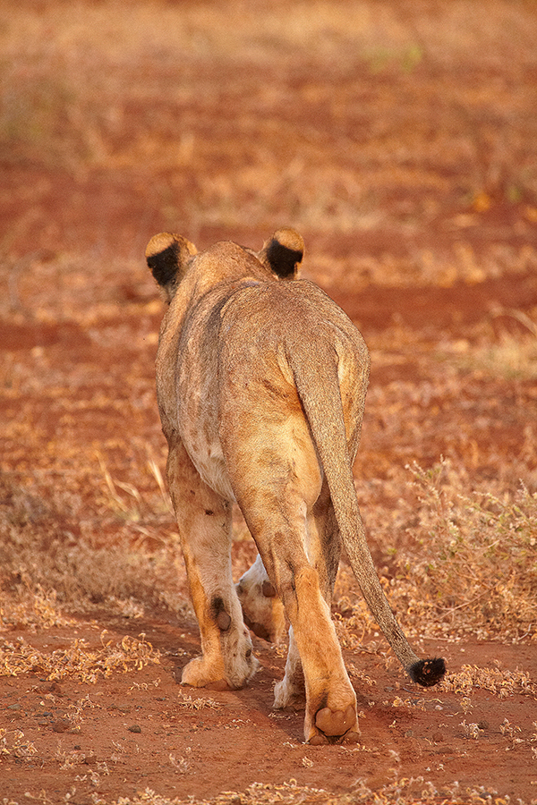 LÃ¶we (Panthera leo)