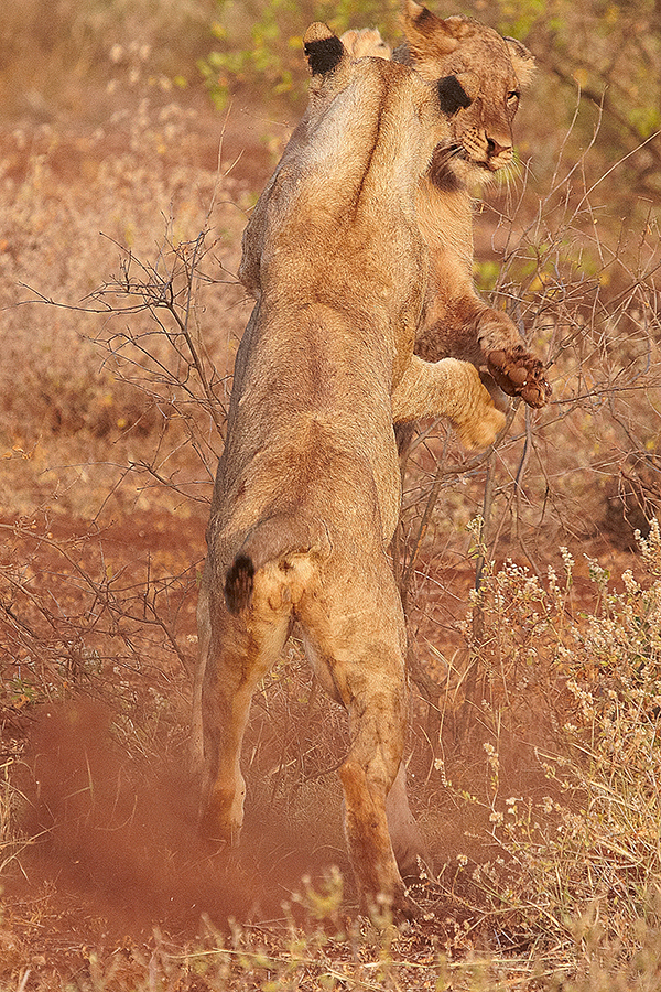 LÃ¶we (Panthera leo)