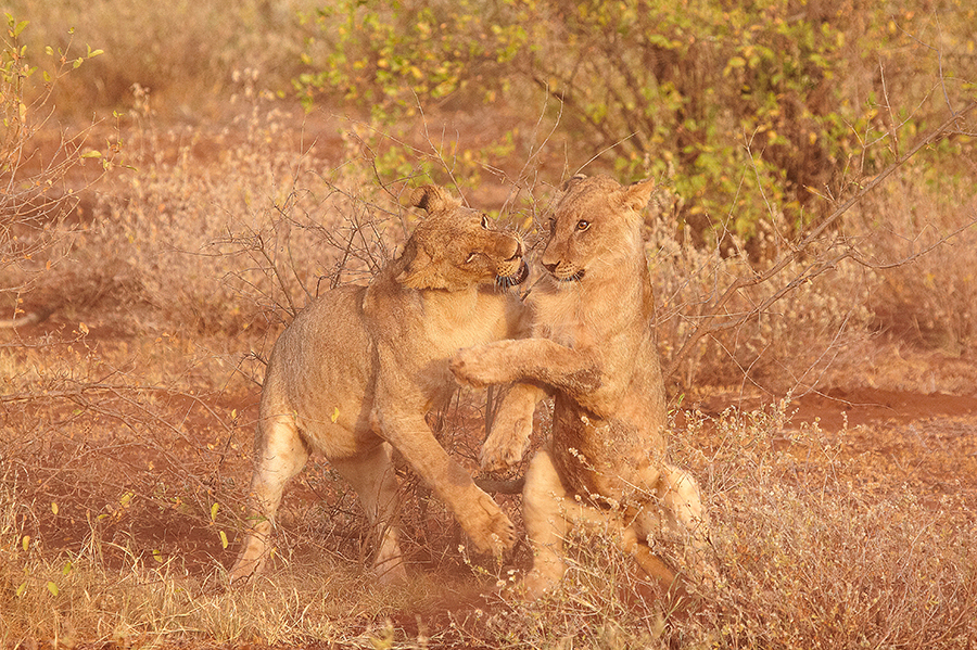LÃ¶we (Panthera leo)