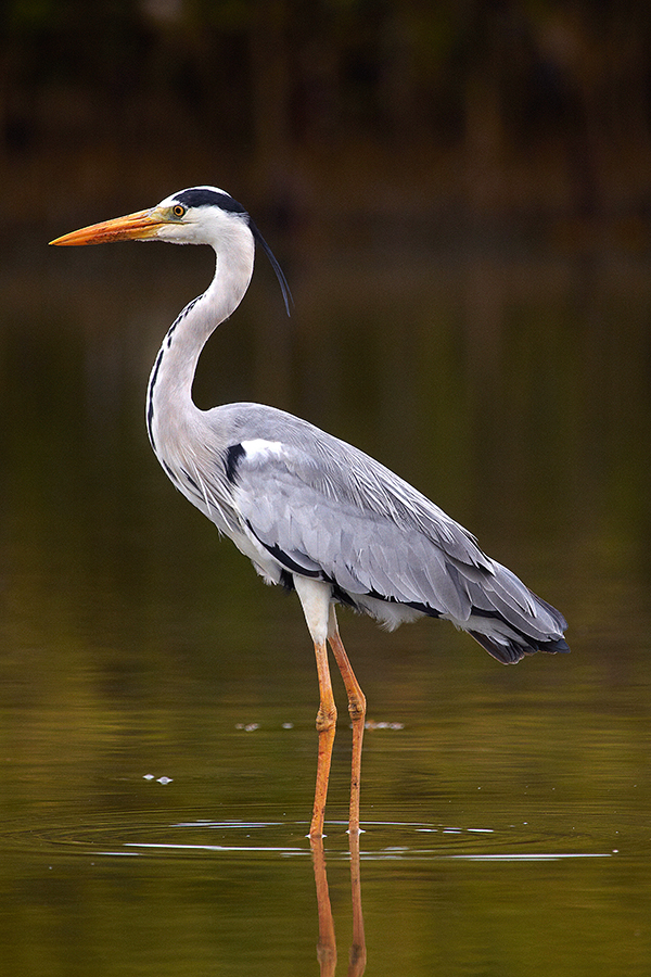 Graureiher (Ardea cinerea)