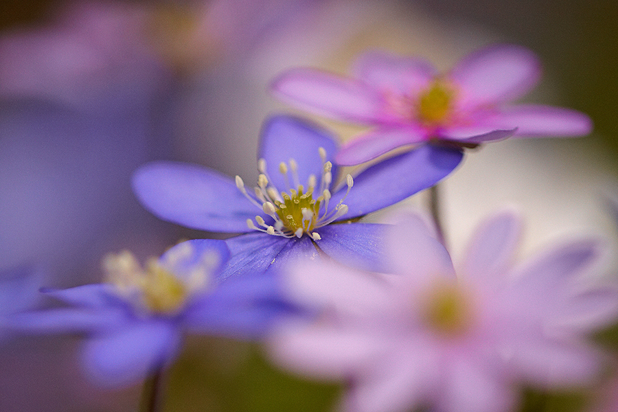LeberblÃ¼mchen (Anemone hepatica)