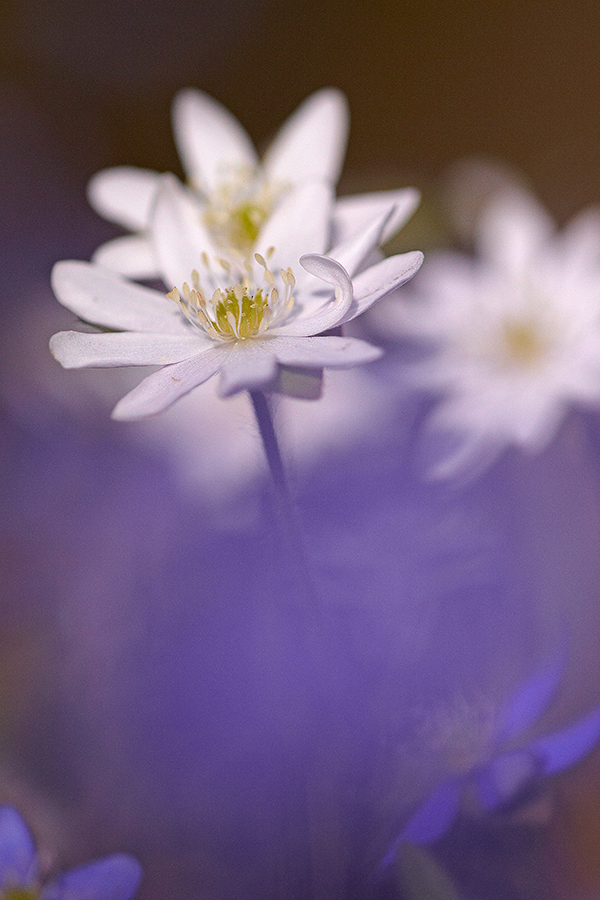 LeberblÃ¼mchen (Anemone hepatica)